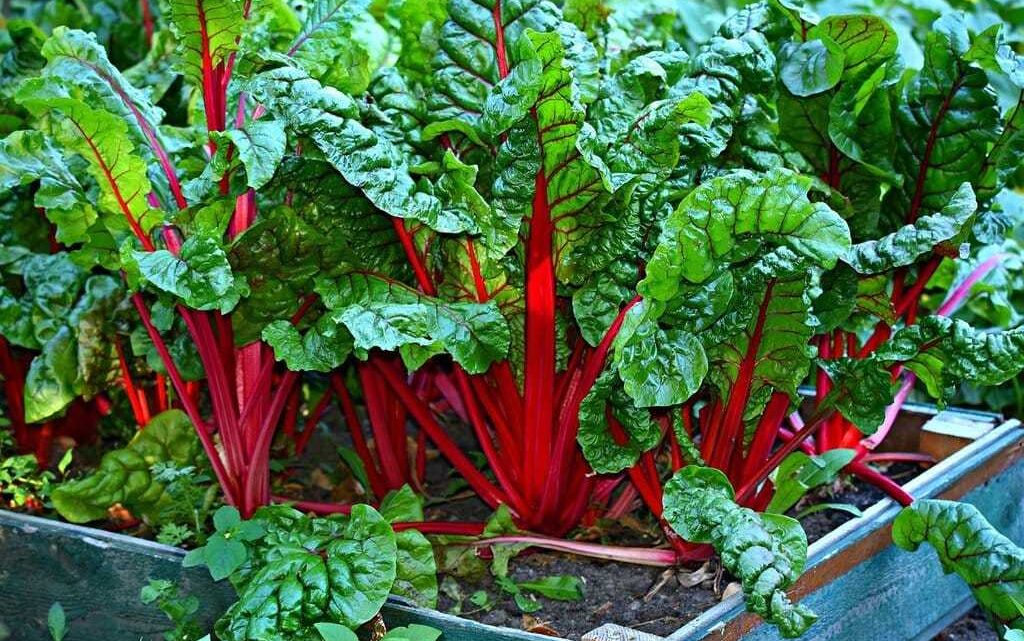 Créer un potager même sans grand terrain