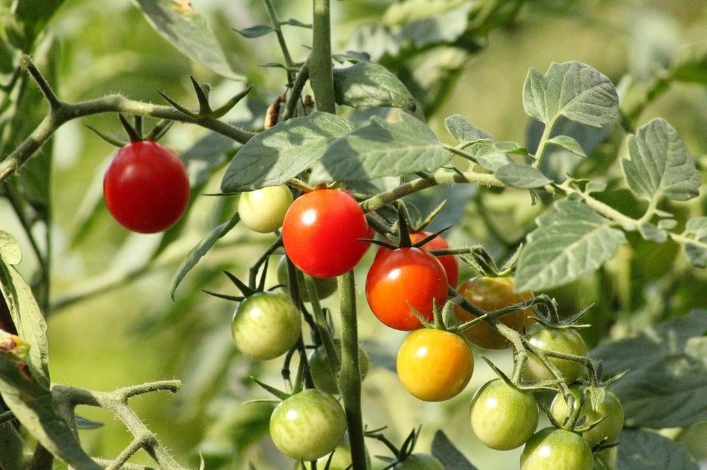 Créer un potager même sans grand terrain